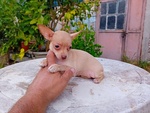 Chihuahua Femmina - Foto n. 1