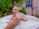 Chihuahua Femmina - Foto n. 2