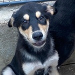 Joe Cucciolo 4 mesi Cerca casa - Adozione Canile di Latina - Foto n. 3