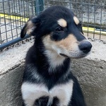 Joe Cucciolo 4 mesi Cerca casa - Adozione Canile di Latina - Foto n. 5