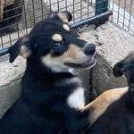 Joe Cucciolo 4 mesi Cerca casa - Adozione Canile di Latina - Foto n. 6