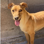 Aki 3 anni cane Simil Bassotto Taglia Piccola Adozione Latina - Foto n. 2