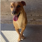 Aki 3 anni cane Simil Bassotto Taglia Piccola Adozione Latina - Foto n. 3