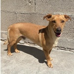 Aki 3 anni cane Simil Bassotto Taglia Piccola Adozione Latina - Foto n. 4