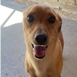 Aki 3 anni cane Simil Bassotto Taglia Piccola Adozione Latina - Foto n. 5