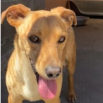 Aki 3 anni cane Simil Bassotto Taglia Piccola Adozione Latina - Foto n. 6