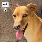 🐶 Altra Razza maschio di 3 anni in adozione a Latina (LT) e in tutta Italia da associazione animali