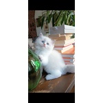 🐱 Ragdoll femmina in vendita a Chieri (TO) e in tutta Italia da privato