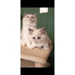 Cucciole Ragdoll - Foto n. 2