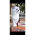 Cucciole Ragdoll - Foto n. 3