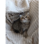 Gattina British Shorthair - Foto n. 1