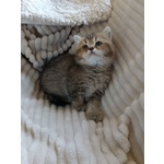 Gattina British Shorthair - Foto n. 2