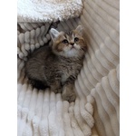 Gattina British Shorthair - Foto n. 3