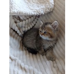 Gattina British Shorthair - Foto n. 4