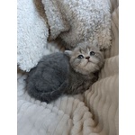 🐱 British femmina di 7 settimane (cucciolo) in vendita a Rieti (RI) e in tutta Italia da privato