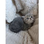 Gattina British Shorthair Disponibile - Foto n. 2