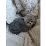Gattina British Shorthair Disponibile - Foto n. 3