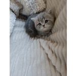 Gattina British Shorthair Disponibile - Foto n. 4