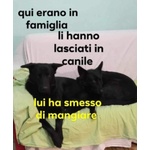 🐶 Pastore Tedesco in adozione a Milano (MI) e in tutta Italia da privato