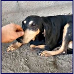 🐶 Altra Razza femmina in adozione a Milano (MI) e in tutta Italia da privato