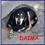 Daima sui 6anni Dolcissima Cercacoccole - Foto n. 2