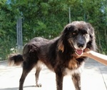 🐶 Altra Razza femmina in adozione a Milano (MI) e in tutta Italia da privato