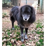 Lupo 7anni Tenero ed Affettuoso - tg Grande - Foto n. 2
