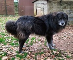 Lupo 7anni Tenero ed Affettuoso - tg Grande - Foto n. 3