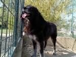 Lupo 7anni Tenero ed Affettuoso - tg Grande - Foto n. 4