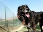 Lupo 7anni Tenero ed Affettuoso - tg Grande - Foto n. 5