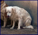 Mick sui 6anni tg Medio Picc. Cerca Rassicurazione - Foto n. 4