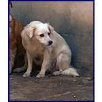 Mick sui 6anni tg Medio Picc. Cerca Rassicurazione - Foto n. 5