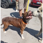 🐶 Pitbull femmina in adozione a Milano (MI) e in tutta Italia da privato