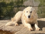 🐶 Altra Razza maschio in adozione a Milano (MI) e in tutta Italia da privato