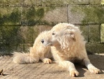 Sole 6 anni Tranquillo e Pacato - Foto n. 2