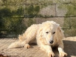 Sole 6 anni Tranquillo e Pacato - Foto n. 3