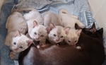 Gattini Burmesi - Foto n. 2