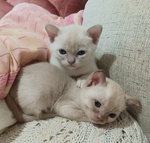 Gattini Burmesi - Foto n. 4