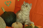 Exotic Shorthair Cuccioli - Foto n. 2
