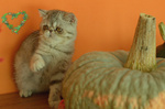 Exotic Shorthair Cuccioli - Foto n. 1