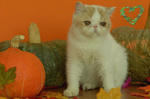 Exotic Shorthair Cuccioli - Foto n. 4