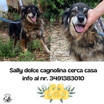 🐶 Altra Razza femmina di 6 anni in adozione a Latina (LT) e in tutta Italia da associazione animali