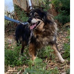 Sally Dolce Cagnolina Taglia Media Cerca Adozione - Foto n. 3