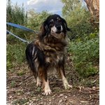 Sally Dolce Cagnolina Taglia Media Cerca Adozione - Foto n. 4