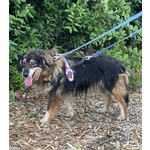 Sally Dolce Cagnolina Taglia Media Cerca Adozione - Foto n. 7