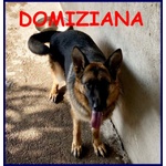 🐶 Pastore Tedesco femmina in adozione a Milano (MI) e in tutta Italia da privato