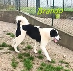 Brando Giovane e Buono! - Foto n. 2