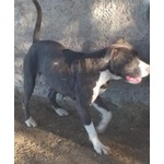 🐶 Pitbull femmina in adozione a Milano (MI) e in tutta Italia da privato