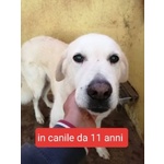 🐶 Pastore Maremmano femmina in adozione a Milano (MI) e in tutta Italia da privato