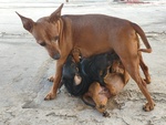 🐶 Pinscher maschio di 5 settimane (cucciolo) in vendita a Cagli (PU) e in tutta Italia da privato